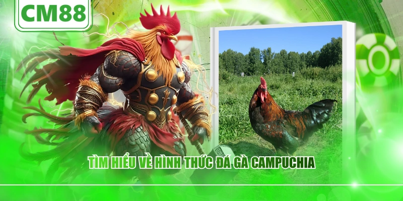 Tìm hiểu về hình thức đá gà Campuchia